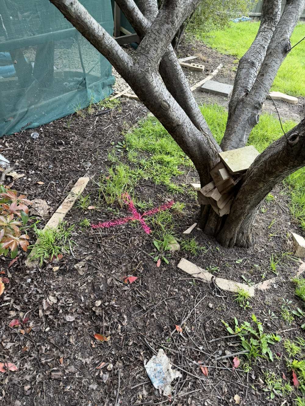 Sewer drain location marked on the ground near a tree in Berwick during a root intrusion investigation